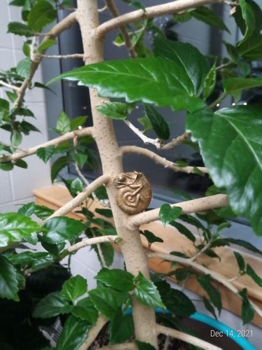 Customer photo review of Chameleon Tape Measure | Brass