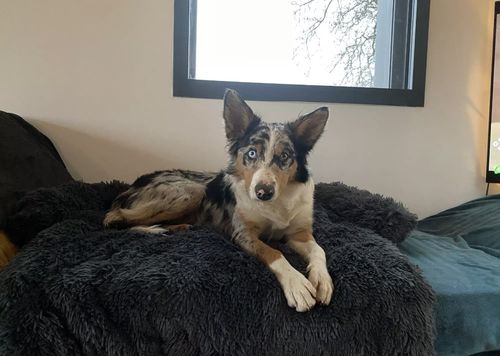 Customer photo review of Pfotenlove - Kuscheliges Hundebett "Überall" - Der perfekte Schutz für deine Möbel