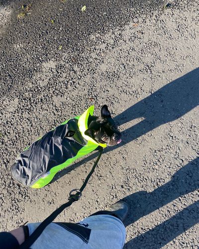 Customer photo review of Ragnar Training Leash