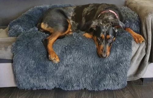 Customer photo review of Pfotenlove - Kuscheliges Hundebett "Überall" - Der perfekte Schutz für deine Möbel