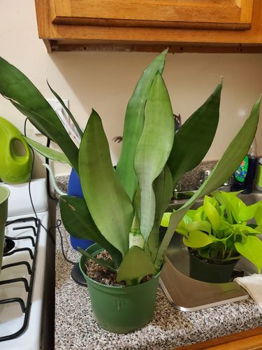 Customer photo review of Heat Pack