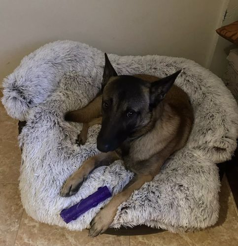 Customer photo review of Pfotenlove - Kuscheliges Hundebett "Überall" - Der perfekte Schutz für deine Möbel