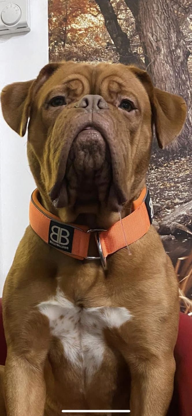 Customer photo review of 5cm RR Collar | Soft Padded & Reflective | Series 2 - Orange