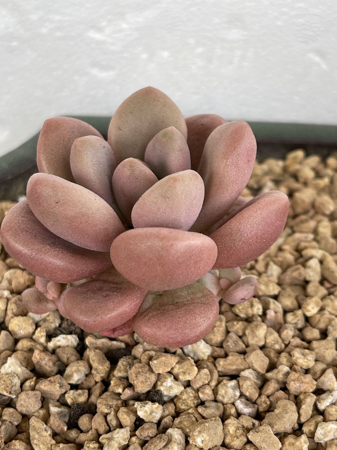 Customer photo review of Graptoveria 'avant-garde'