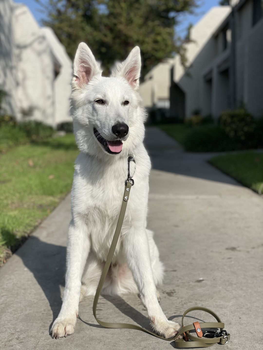 Customer photo review of SimpleLead Multifunctional Leash