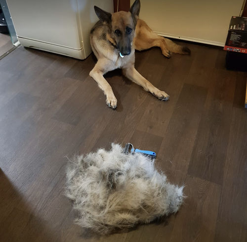 Customer photo review of Tierhaar Zauberbürste