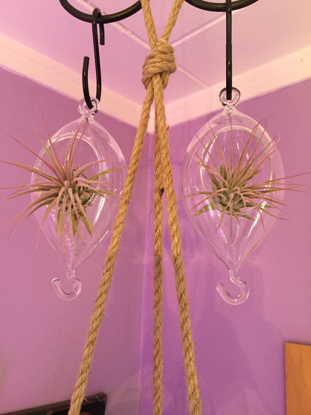 Customer photo review of Ionantha Lavender