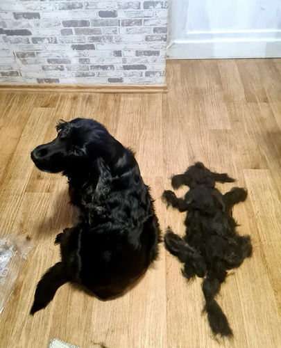 Customer photo review of Tierhaar Zauberbürste