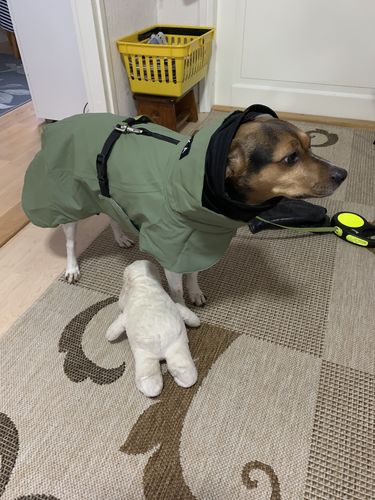 Customer photo review of Visibility Winter Jacket Green for Dogs