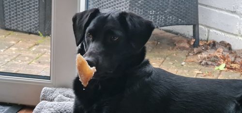 Customer photo review of Empty Cow Hoof