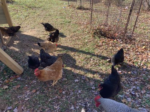 Customer photo review of GrubTerra Dried Larvae