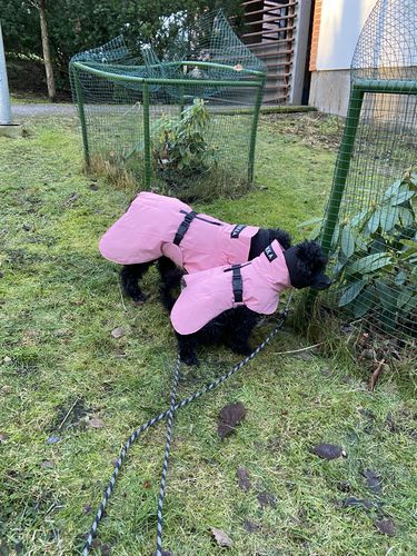 Customer photo review of Visibility Winter Jacket Pink for Dogs
