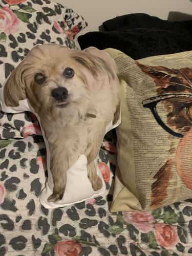 Customer photo review of Create A Custom Dog Pillow