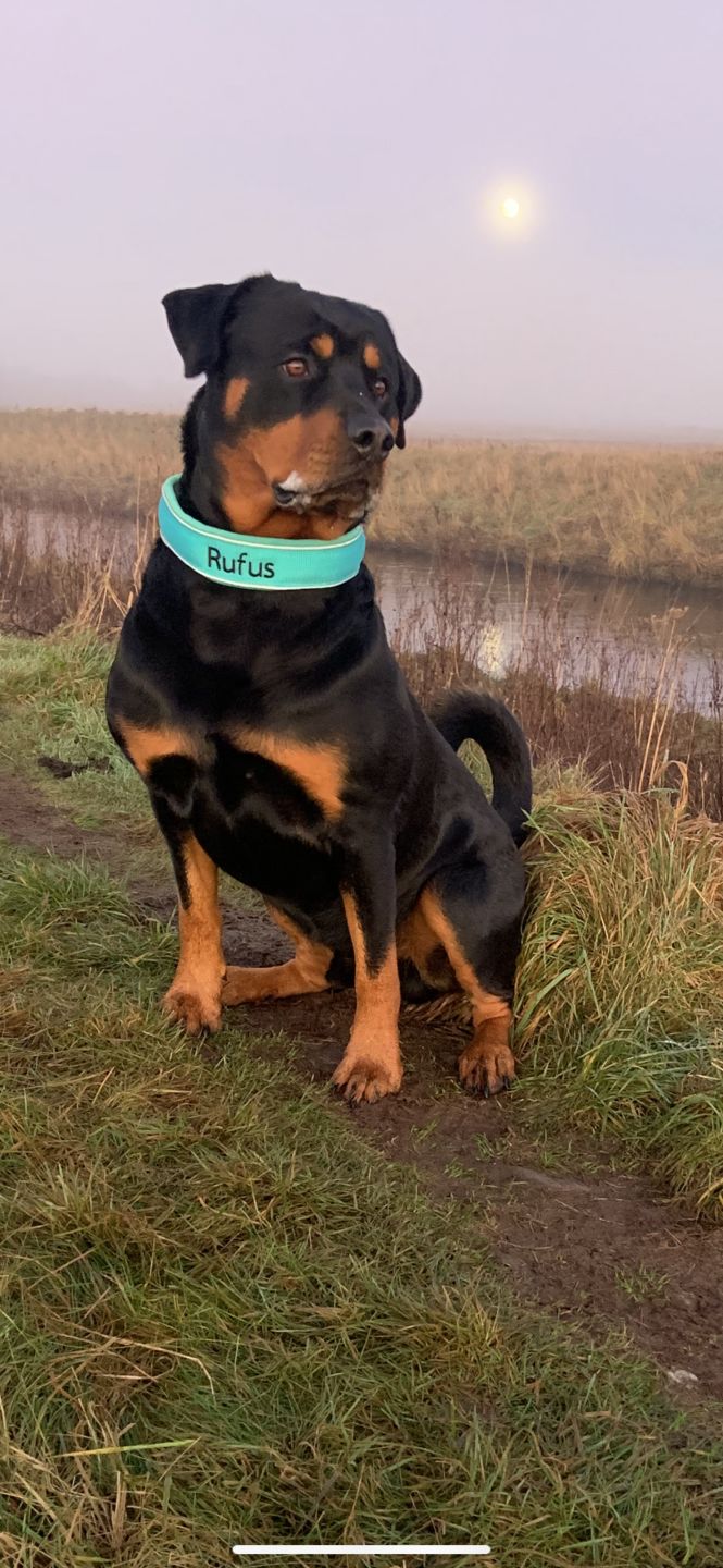 Customer photo review of 5cm RR Collar | Soft Padded & Reflective | Series 2 - Turquoise
