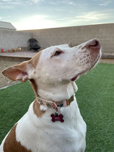 Customer photo review of Dog collar -  Meadow Pink