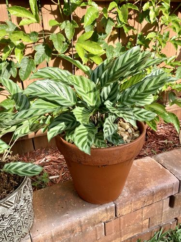 Customer photo review of Calathea Freddie