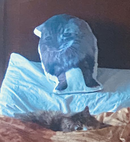 Customer photo review of Create A Custom Cat Pillow