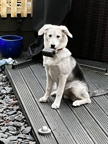 Customer photo review of The Fenrir Hammer