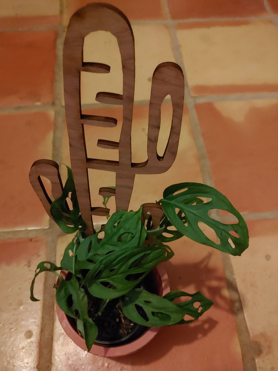 Customer photo review of Cactrella - Plant trellis inspired by the Barrel Cactus