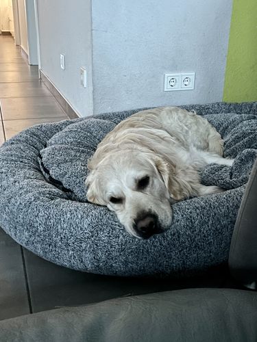 Customer photo review of Hundebett Kuschelwolke  mit kuscheligem Plüsch herausnehmbares Kissen einfarbig