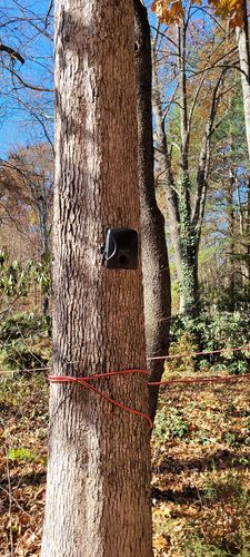 Customer photo review of Dog Silencer® MAX