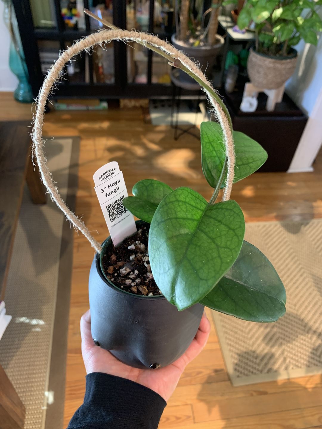 Customer photo review of 3" Hoya fungii