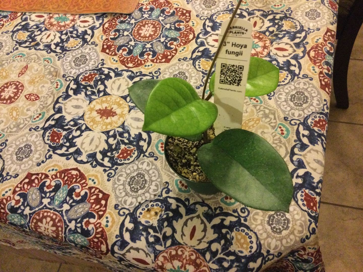 Customer photo review of 3" Hoya fungii