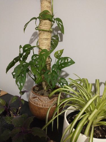 Customer photo of The Original Bendable Moss Pole™ - Best Seller (Pins Included) from Charlotte P.