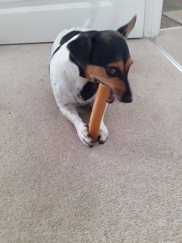 Customer photo review of Everest Dog Yak Chews