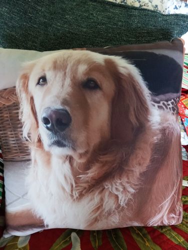 Customer photo review of Create A Custom Animal Pillow