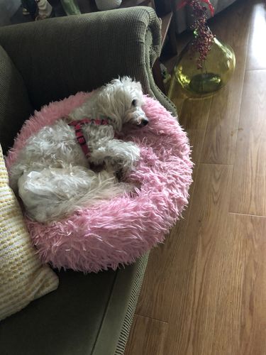 Customer photo review of Comfy Pet Bed Calming High Stretch Soft Faux Fur for Dogs Cats