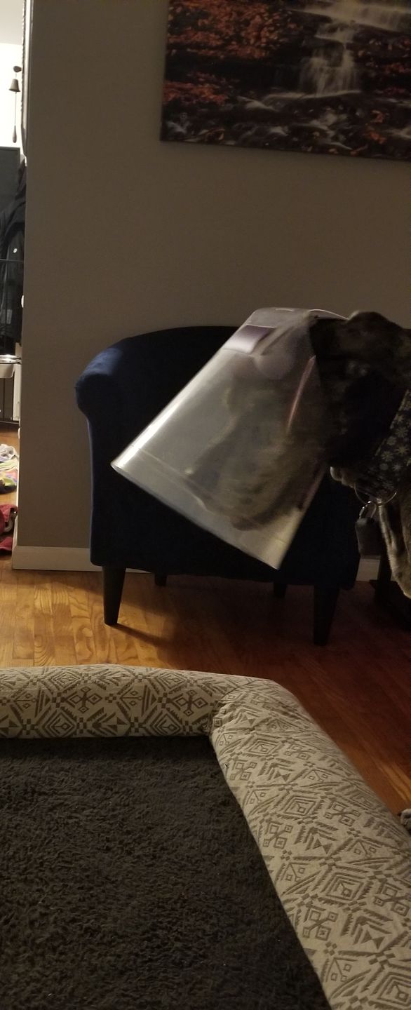 Customer photo review of NovaGuard Recovery Collar