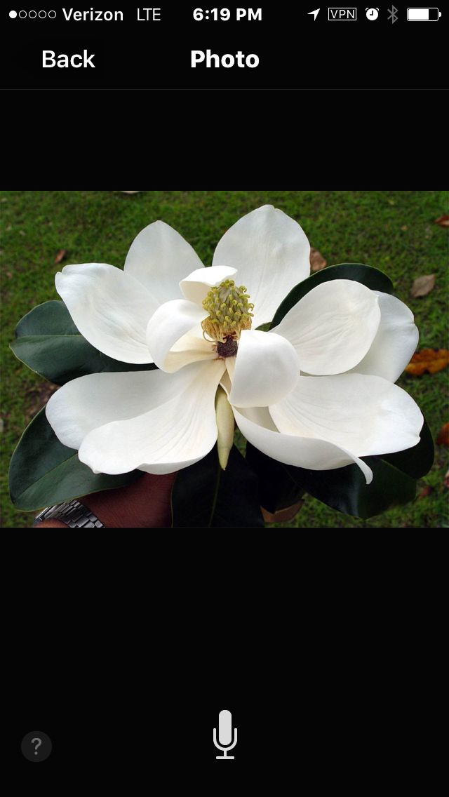 Customer photo review of Magnolia Blossom