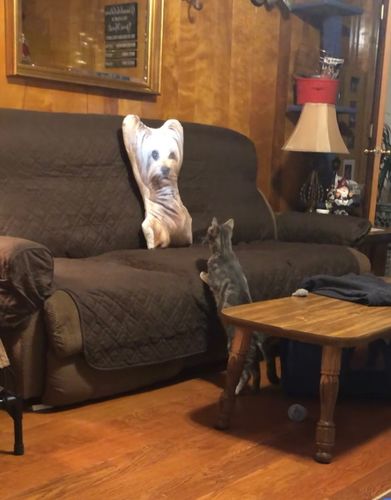 Customer photo review of Create A Custom Dog Pillow