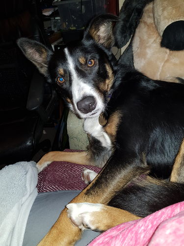 Customer photo review of Cow Ears with Hair Single