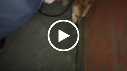 Customer video review of Ragnar Slip Leash