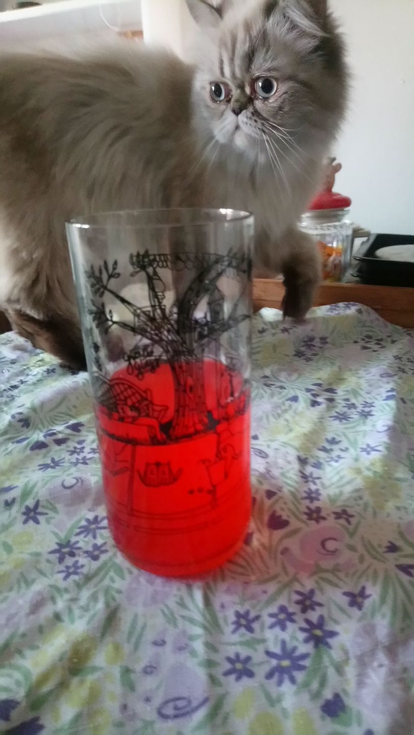 Customer photo review of Cat Lover Juego de 6 Vasos Gatunos 500ML