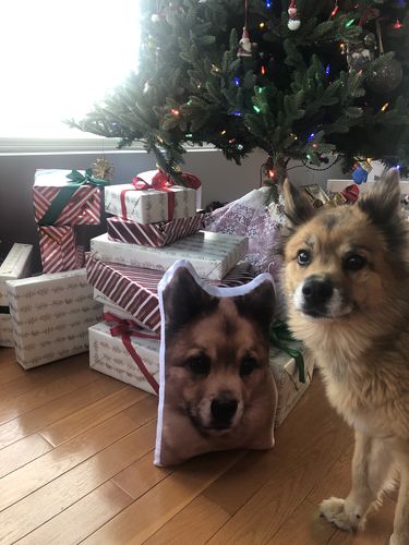 Customer photo review of Create A Custom Dog Pillow