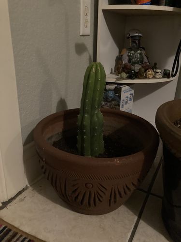 Customer photo review of San Pedro Cactus | Echinopsis pachanoi