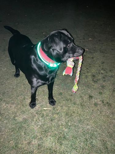 Customer photo review of LED Hunde Leuchthalsband  Grün 20- 70cm Hundehalsband