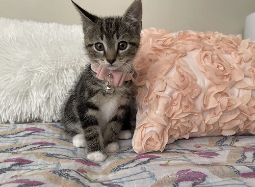 Customer photo review of Velvet Bow Collar