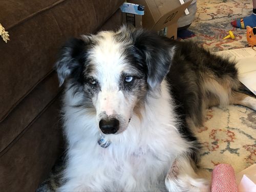 Customer photo review of Pet Tincture 500mg Isolate CBD