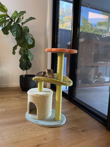 Customer photo review of Two Climbing Level Sisal Cat Scratching Tree