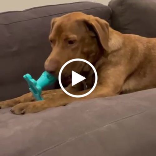 indigo petco toothbrush