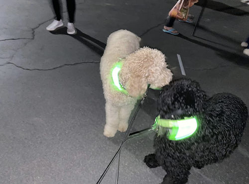 Customer photo review of LED Glow Collar
