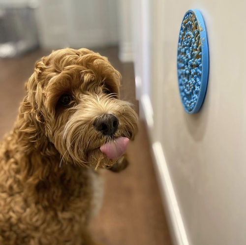 Customer photo review of Happy Dog - The World's First Anxiety-Free Bath Mat™️