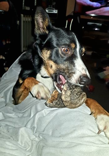 Customer photo review of Pizzle Single