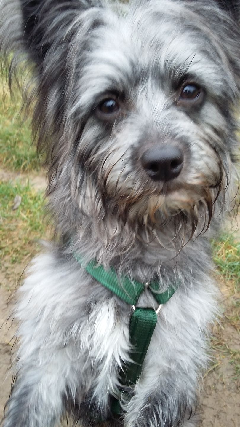 Customer photo review of PREMIUM Hundegeschirr gepolstert
