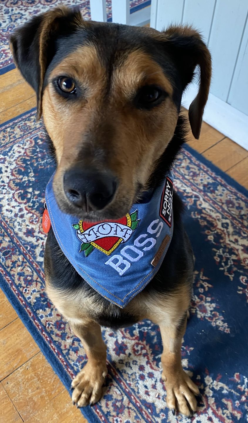Customer photo review of Custom Text Denim Dog Bandana