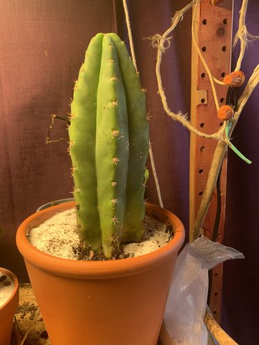 Customer photo review of San Pedro Cactus | Echinopsis pachanoi